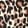 Brown Leopard